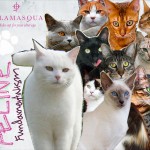 Tabs for Illamasqua Feline Fundamentalism
