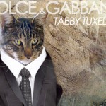 Tabs for the Dolce & Gabbana Tabby Tuxedo