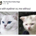 purrfect feline eyeliner