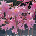 happier times pink flowers monday poll