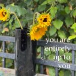 sunflowers monday poll