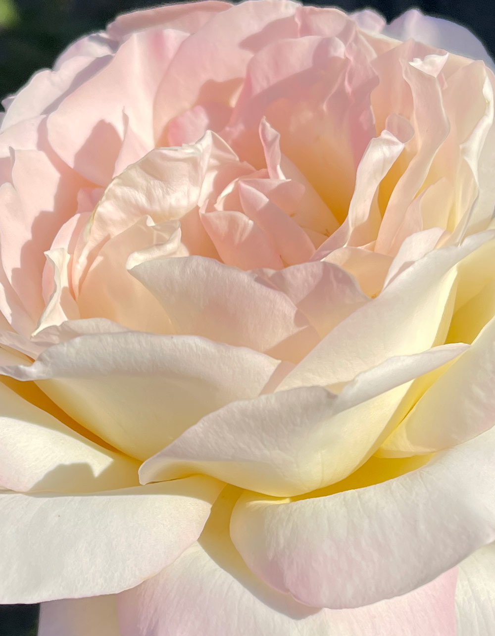 Rose Perfumes and A Bouquet Blog of Makeup Beauty -