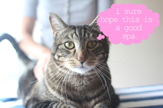 Sundays With Tabs the Cat, Makeup and Beauty Blog Mascot, Vol. 723